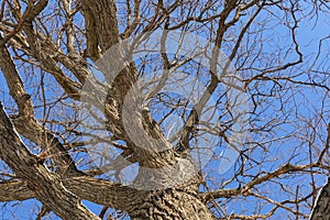 Oak. Tree trunk, bottom view. Nature in the winter season. Against the blue sky. Branches and trunk create an abstract pattern