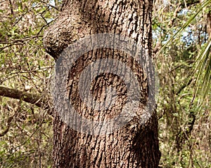 Oak tree trunk bumps close up