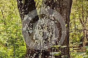 Oak tree trunk fork covered by lichen