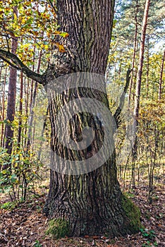 Oak tree in Kampinos