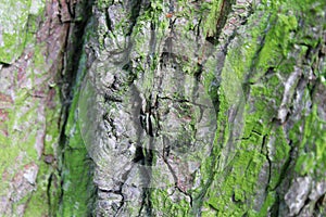 Oak tree trunk in Skovde, Sweden photo
