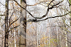 Oak trees and birch grove in park in late fall