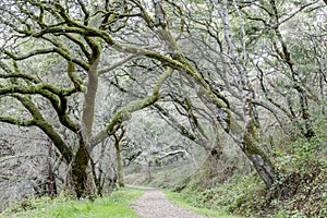 Oak Tree Tunnel at Butano Fire Road photo