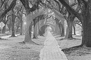 Oak tree tunnel foggy morning Houston, Texas, USA. Black and white.