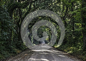 Oak Tree Tunnel Road to Botany Bay Plantation in Editso Island S