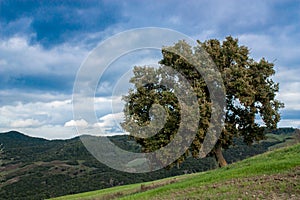Oak tree in a Tuscan landscape near Siena