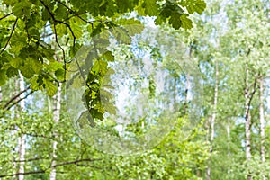 Oak tree twiig in forest with blurred birch grove