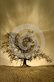 Oak Tree Under Fair Weather Sky