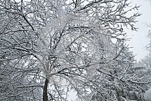 Oak tree under the snow