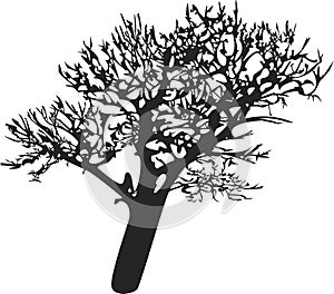 Oak tree vector silhouette white background