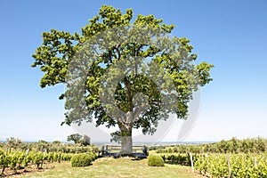 Oak tree between vineyard in Tuscany  Italy. Famous Oak tree of winery Ornellaia