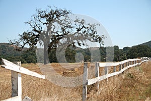 Oak tree and white fence on a ranch