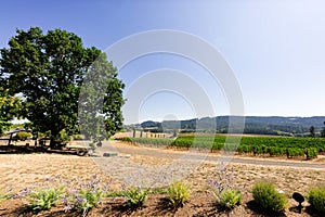 Oak Tree and Winery Vineyard