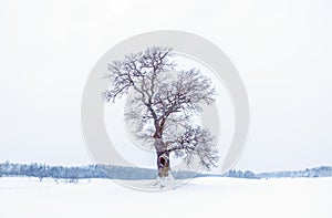 Oak tree in winter