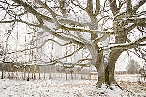 Oak tree in winter day