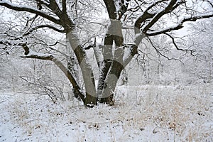 oak tree on winter meadow