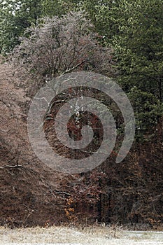 Oak tree in winter on the Shumen Plateau