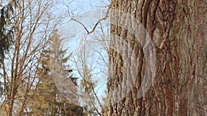 Oak tree in winter. Tree in winter forest. Closeup. Tree trunk. Tree bark