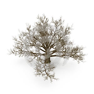 Oak Tree Winter on white. 3D illustration