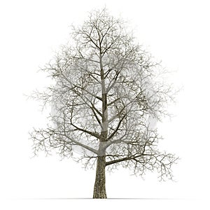 Oak Tree Winter on white. 3D illustration