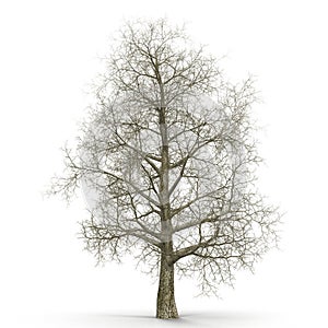 Oak Tree Winter on white. 3D illustration