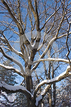 Oak-tree in winter wood