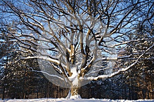 Oak-tree in winter wood