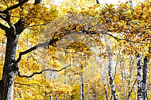 Oak tree with yellow foliage and birch trees