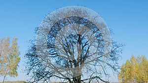 Oak tree with yellow foliage with blue autumn day. Tree and leafless branches. Real time.