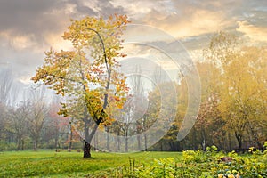 Oak tree in yellow foliage on the grassy meadow