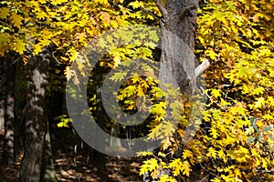 oak tree with yellow leaves selective focus