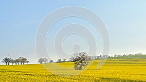 Oak tree in yellow oilseed Canola field