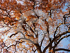 Oak tree with yellow and red leaves photo