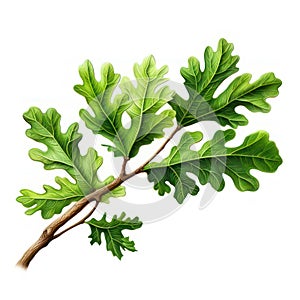 Oak treebranch with green leaves isolated on white created with Generative AI