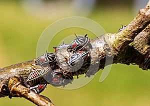 Oak treehopper nymphs on limb, Platycotis vittata