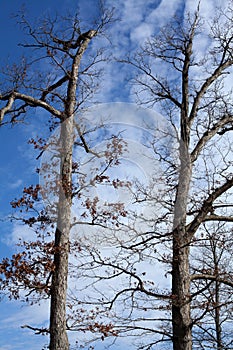 Oak trees