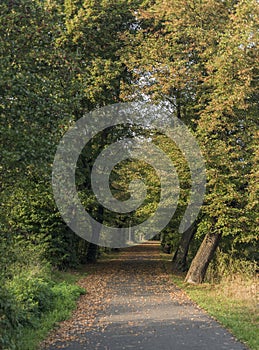 Oak trees alley near Chabarovice town