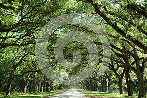 Oak Trees Along Country Road photo