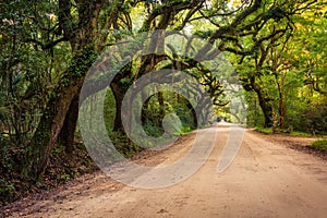 Oak trees along the dirt road to Botany Bay Plantation on Edisto Island, South Carolina.