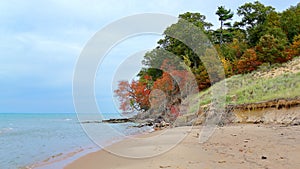 Oak trees along the shore of Lake Michigan