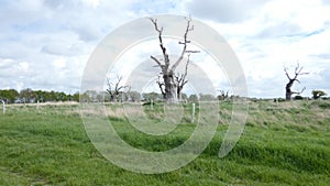 Oak Trees, Ancient, Petrified Forest Maldon