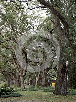 Oak trees at Audubon Park, New Orleans