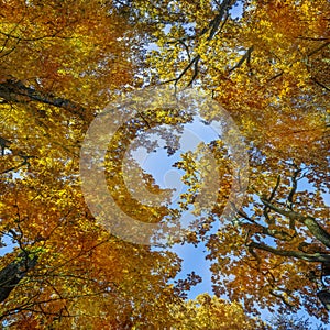Oak trees in autumn