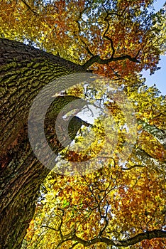 Oak trees in autumn