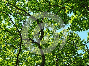 Oak trees with beautiful fresh green spring foliage