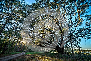 Oak trees and beautiful nature at sunset on plantation