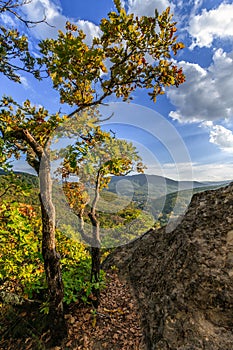 Quercia alberi sul confine da rocce sul tramonto. scenico soleggiato cielo blu d'oro autunno verticalmente da Caucaso montagna 