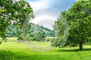 Oak trees by a clearing in beautiful countryside