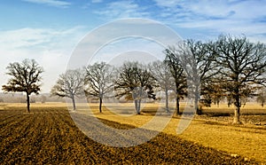Oak trees on countryside field