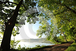 oak trees covered with fresh leaves at the edge of the lake on a sunny spring morning against a blue sky on the right side of the